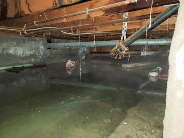 Best Flood damage cleanup  in Canton, GA